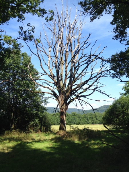 Abgestorbener Baum mit Totholz in der Krone auf einer sonnigen Wiese