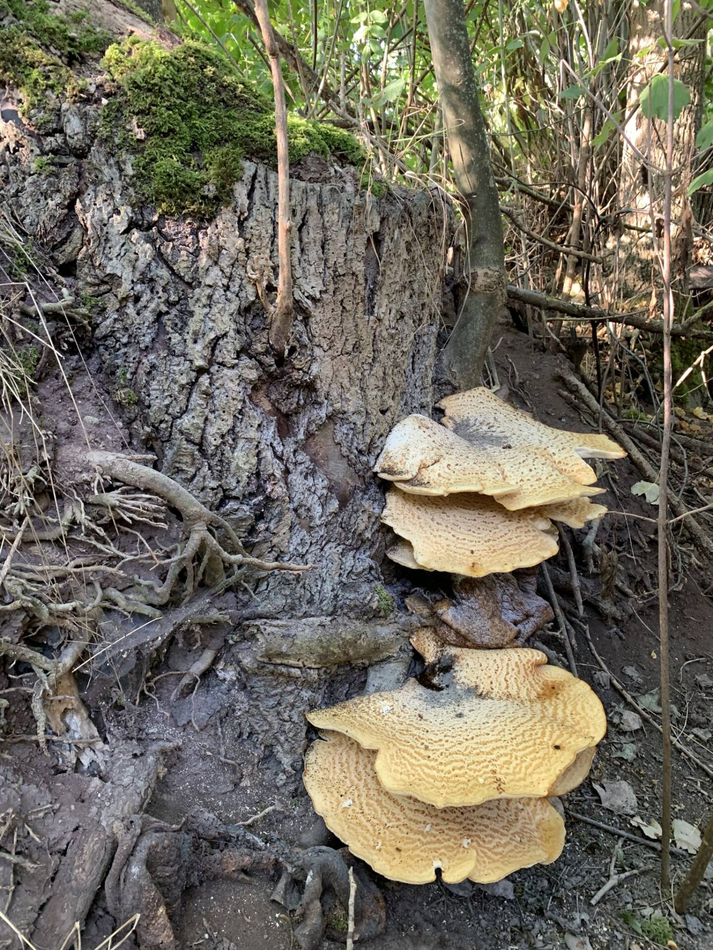 Gelbliche Baumpilze (Porlinge) am Stammfuß eines Baumes