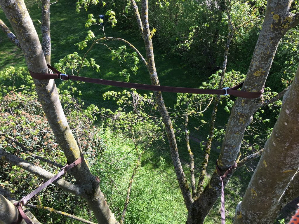 Kronensicherung mit Gurt zwischen zwei Stämmlingen eines Baumes