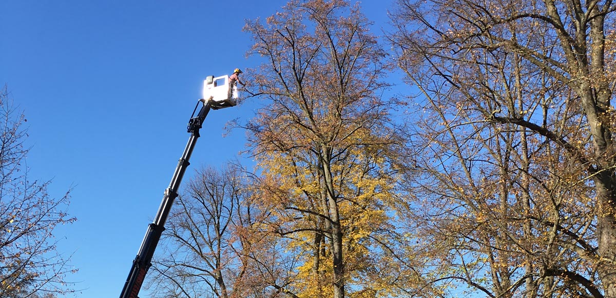 Baumpflegearbeiten mit der Hubarbeitsbühne in herbstlich gefärbten Baumkronen