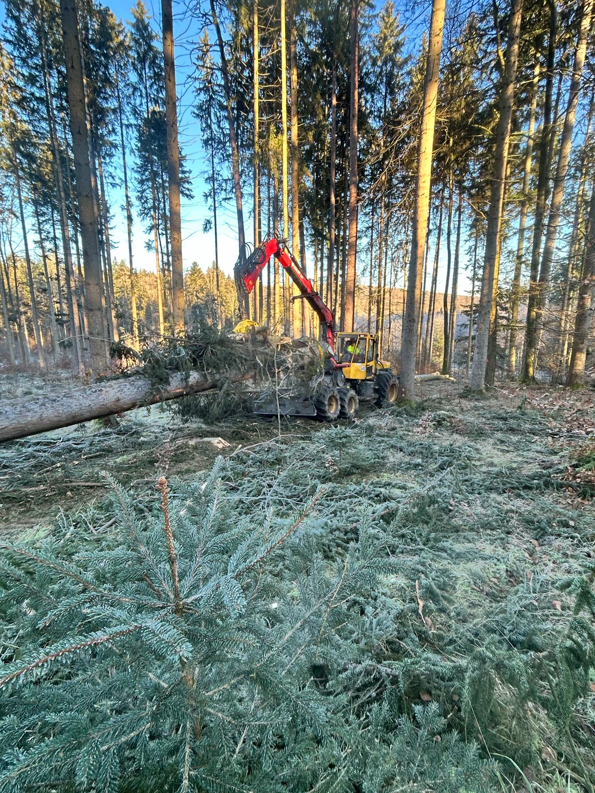 Aufarbeitung von Sturmschäden: Forstmaschine zwischen Kiefern, im Vordergrund Nadelreisig